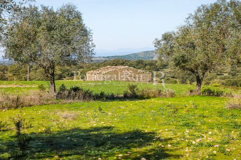 Landejendom i Rosmaninhal, Castelo Branco, Rosmaninhal - € 900.000 | Ref: MT605 - foto 1