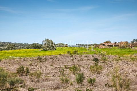Landejendom i Rosmaninhal, Castelo Branco, Rosmaninhal - € 900.000 | Ref: MT605 - foto 2