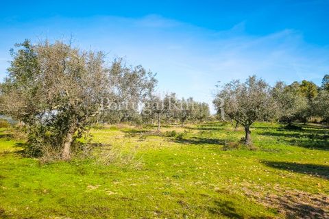 Landejendom i Rosmaninhal, Castelo Branco, Rosmaninhal - € 900.000 | Ref: MT605 - foto 3