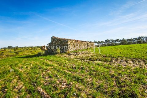 Landejendom i Rosmaninhal, Castelo Branco, Rosmaninhal - € 900.000 | Ref: MT605 - foto 4