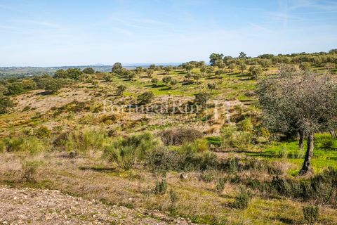 Landejendom i Rosmaninhal, Castelo Branco, Rosmaninhal - € 900.000 | Ref: MT605 - foto 5