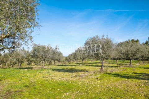Landejendom i Rosmaninhal, Castelo Branco, Rosmaninhal - € 900.000 | Ref: MT605 - foto 6