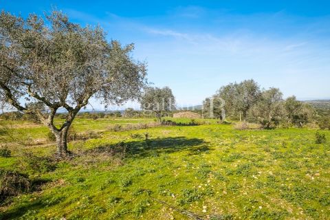 Landejendom i Rosmaninhal, Castelo Branco, Rosmaninhal - € 900.000 | Ref: MT605 - foto 7