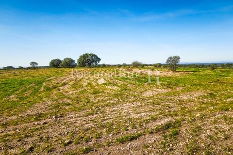 Landejendom i Rosmaninhal, Castelo Branco, Rosmaninhal - € 900.000 | Ref: MT605 - foto 8