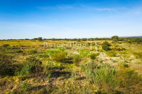 Landejendom i Rosmaninhal, Castelo Branco, Rosmaninhal - € 900.000 | Ref: MT605 - foto 12