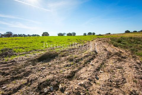 Landejendom i Rosmaninhal, Castelo Branco, Rosmaninhal - € 900.000 | Ref: MT605 - foto 14