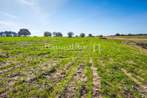Landejendom i Rosmaninhal, Castelo Branco, Rosmaninhal - € 900.000 | Ref: MT605 - foto 16