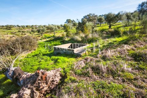 Landejendom i Rosmaninhal, Castelo Branco, Rosmaninhal - € 900.000 | Ref: MT605 - foto 18