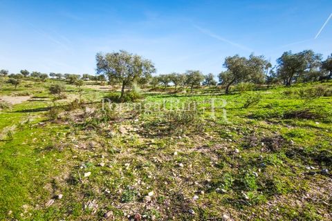 Landejendom i Rosmaninhal, Castelo Branco, Rosmaninhal - € 900.000 | Ref: MT605 - foto 21