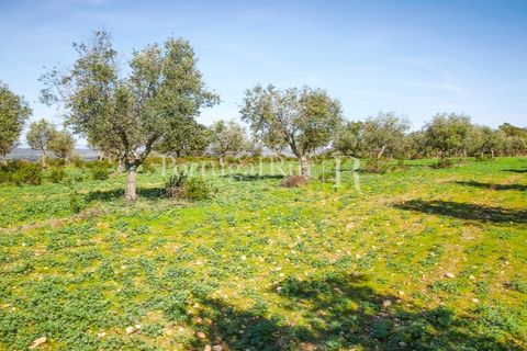Landejendom i Rosmaninhal, Castelo Branco, Rosmaninhal - € 900.000 | Ref: MT605 - foto 22
