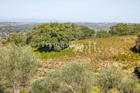 Landejendom i Rosmaninhal, Castelo Branco, Rosmaninhal - € 900.000 | Ref: MT605 - foto 24
