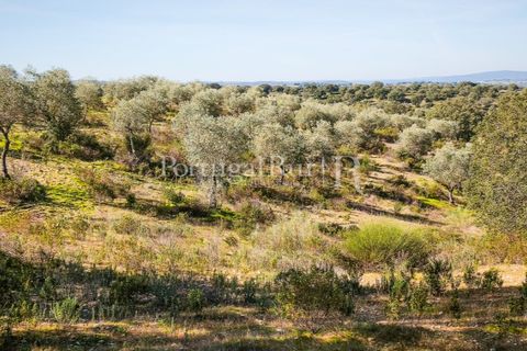 Landejendom i Rosmaninhal, Castelo Branco, Rosmaninhal - € 900.000 | Ref: MT605 - foto 25