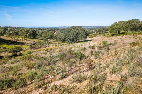Landejendom i Rosmaninhal, Castelo Branco, Rosmaninhal - € 900.000 | Ref: MT605 - foto 26