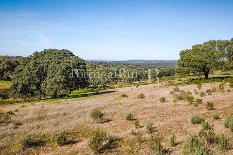 Landejendom i Rosmaninhal, Castelo Branco, Rosmaninhal - € 900.000 | Ref: MT605 - foto 27