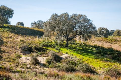 Landejendom i Rosmaninhal, Castelo Branco, Rosmaninhal - € 900.000 | Ref: MT605 - foto 28