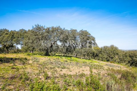 Landejendom i Rosmaninhal, Castelo Branco, Rosmaninhal - € 900.000 | Ref: MT605 - foto 30