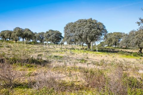 Landejendom i Rosmaninhal, Castelo Branco, Rosmaninhal - € 900.000 | Ref: MT605 - foto 31
