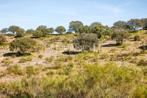 Landejendom i Rosmaninhal, Castelo Branco, Rosmaninhal - € 900.000 | Ref: MT605 - foto 32