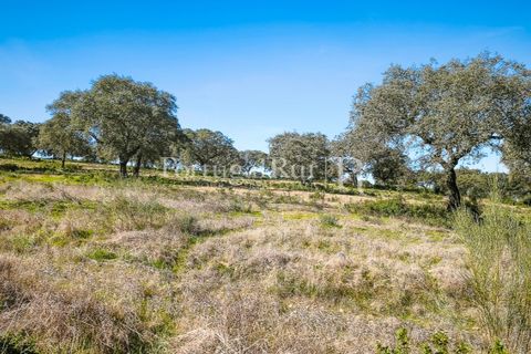 Landejendom i Rosmaninhal, Castelo Branco, Rosmaninhal - € 900.000 | Ref: MT605 - foto 33