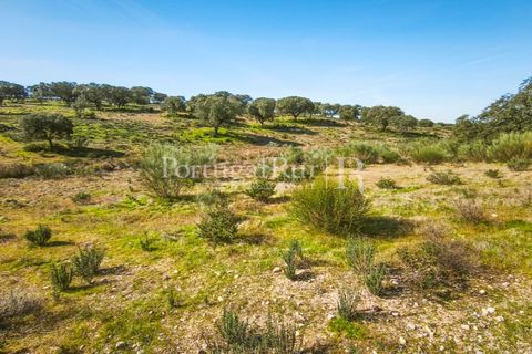 Landejendom i Rosmaninhal, Castelo Branco, Rosmaninhal - € 900.000 | Ref: MT605 - foto 34