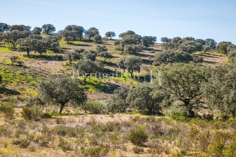 Landejendom i Rosmaninhal, Castelo Branco, Rosmaninhal - € 900.000 | Ref: MT605 - foto 35
