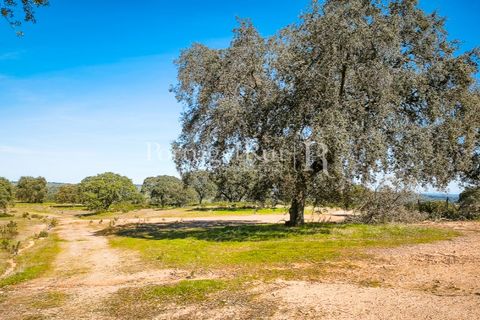 Landejendom i Rosmaninhal, Castelo Branco, Rosmaninhal - € 900.000 | Ref: MT605 - foto 36