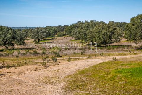 Landejendom i Rosmaninhal, Castelo Branco, Rosmaninhal - € 900.000 | Ref: MT605 - foto 37