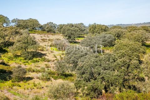 Landejendom i Rosmaninhal, Castelo Branco, Rosmaninhal - € 900.000 | Ref: MT605 - foto 38