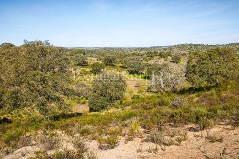 Landejendom i Rosmaninhal, Castelo Branco, Rosmaninhal - € 900.000 | Ref: MT605 - foto 39