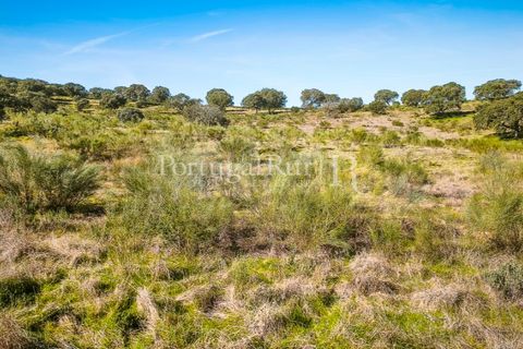 Landejendom i Rosmaninhal, Castelo Branco, Rosmaninhal - € 900.000 | Ref: MT605 - foto 40