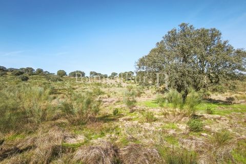 Landejendom i Rosmaninhal, Castelo Branco, Rosmaninhal - € 900.000 | Ref: MT605 - foto 41