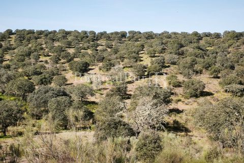 Landejendom i Rosmaninhal, Castelo Branco, Rosmaninhal - € 900.000 | Ref: MT605 - foto 43