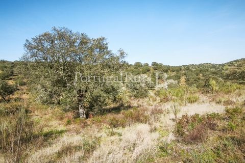 Landejendom i Rosmaninhal, Castelo Branco, Rosmaninhal - € 900.000 | Ref: MT605 - foto 44