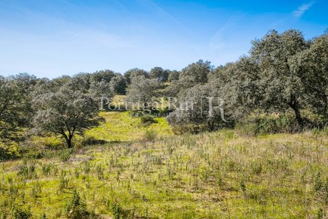 Landejendom i Rosmaninhal, Castelo Branco, Rosmaninhal - € 900.000 | Ref: MT605 - foto 45