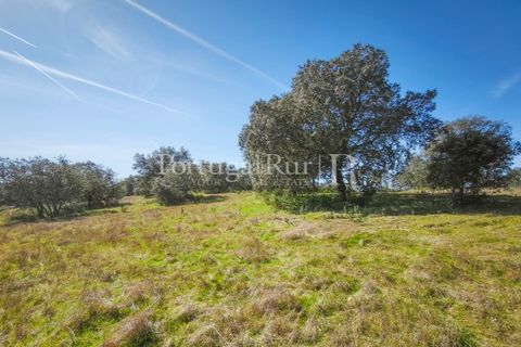 Landejendom i Rosmaninhal, Castelo Branco, Rosmaninhal - € 900.000 | Ref: MT605 - foto 46