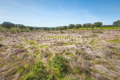 Landejendom i Rosmaninhal, Castelo Branco, Rosmaninhal - € 900.000 | Ref: MT605 - foto 47