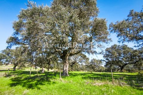 Landejendom i Rosmaninhal, Castelo Branco, Rosmaninhal - € 900.000 | Ref: MT605 - foto 48