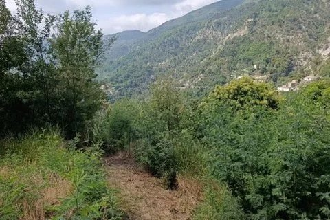 Terra a Coaraze, Alpes-Maritimes, Coaraze - € 165.000 | Ref: 87067448 - foto 6