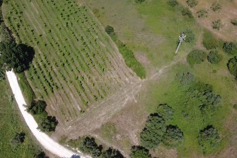 Terra a Olaia e Paco, Santarem, Olaia e Paco - € 106.500 | Ref: C0364-05992 - foto 2