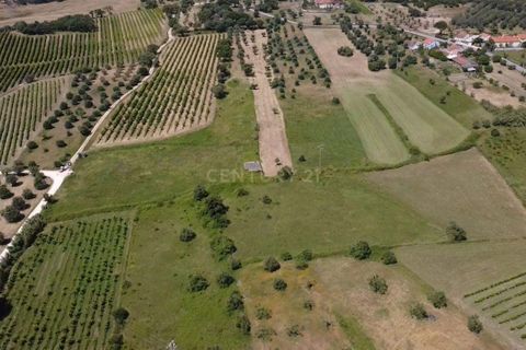 Terra a Olaia e Paco, Santarem, Olaia e Paco - € 106.500 | Ref: C0364-05992 - foto 3
