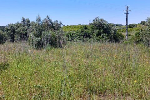 Terra a Olaia e Paco, Santarem, Olaia e Paco - € 106.500 | Ref: C0364-05992 - foto 6