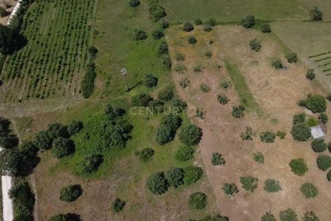Terra a Olaia e Paco, Santarem, Olaia e Paco - € 106.500 | Ref: C0364-05992 - foto 7