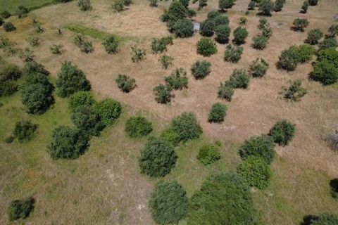 Terra a Olaia e Paco, Santarem, Olaia e Paco - € 106.500 | Ref: C0364-05992 - foto 8