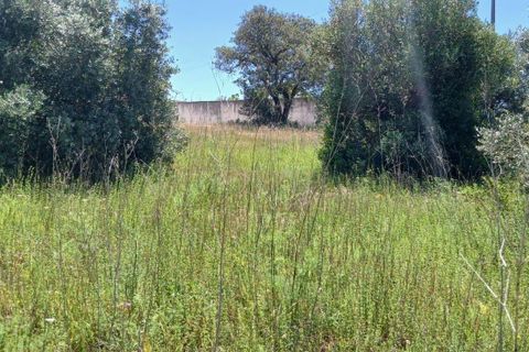 Terra a Olaia e Paco, Santarem, Olaia e Paco - € 106.500 | Ref: C0364-05992 - foto 9