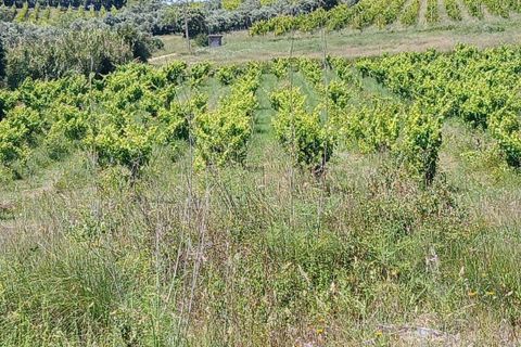 Terra a Olaia e Paco, Santarem, Olaia e Paco - € 106.500 | Ref: C0364-05992 - foto 10