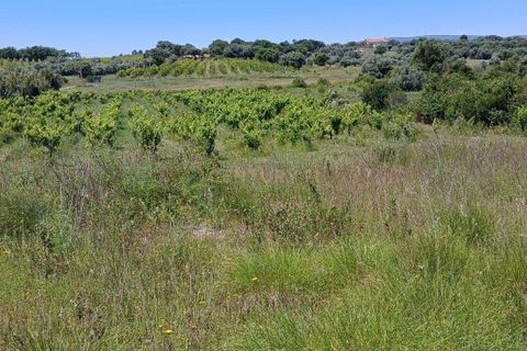 Terra a Olaia e Paco, Santarem, Olaia e Paco - € 106.500 | Ref: C0364-05992 - foto 11
