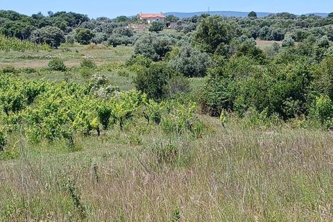 Terra a Olaia e Paco, Santarem, Olaia e Paco - € 106.500 | Ref: C0364-05992 - foto 12