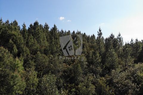 Helårsgrund i Castelo Branco, Castelo Branco, Castelo Branco - € 59.000 | Ref: H785 - foto 14