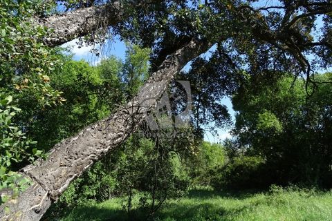 Helårsgrund i Castelo Branco, Castelo Branco, Castelo Branco - € 59.000 | Ref: H785 - foto 39