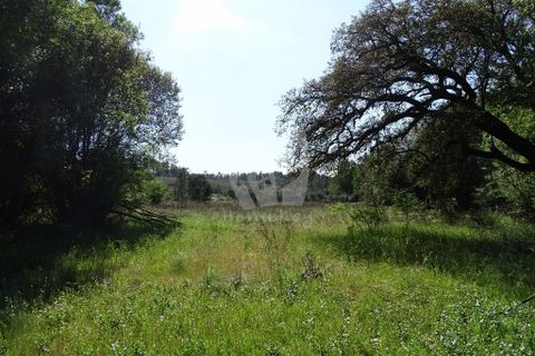 Helårsgrund i Castelo Branco, Castelo Branco, Castelo Branco - € 59.000 | Ref: H785 - foto 40